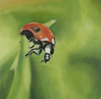 Une coccinelle